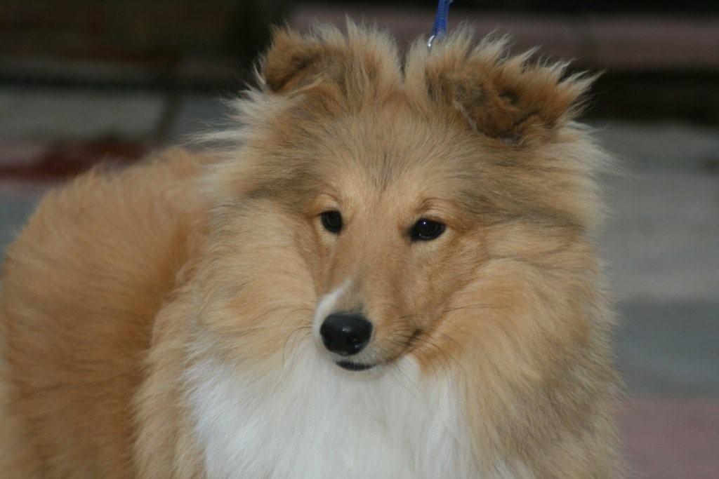 Cosmo