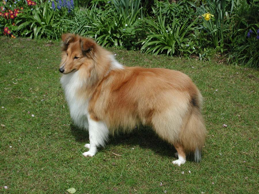 Milo