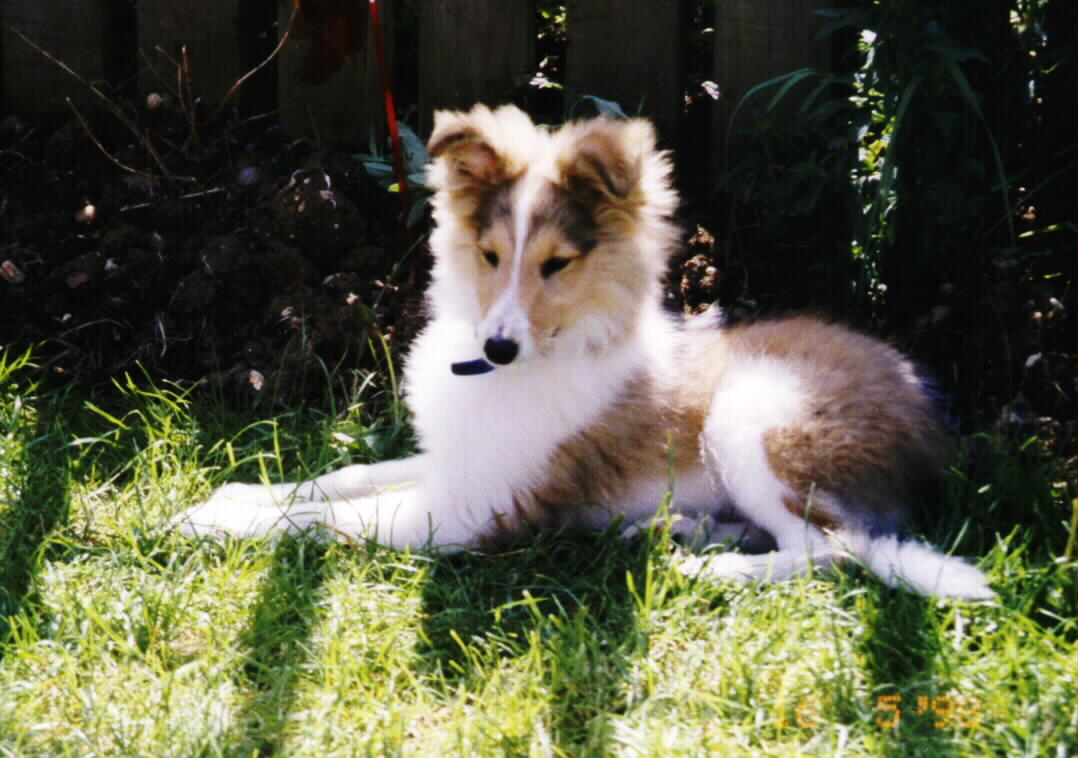 smudge16w
